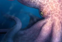 Giant Octopus Research