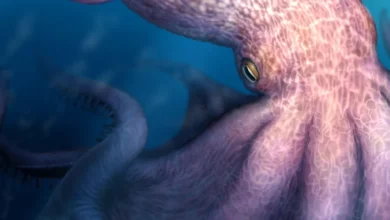 Giant Octopus Research
