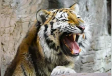 Tadoba Tiger Viral Video