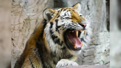 Tadoba Tiger Viral Video
