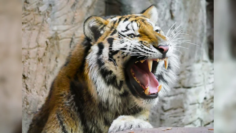 Tadoba Tiger Viral Video